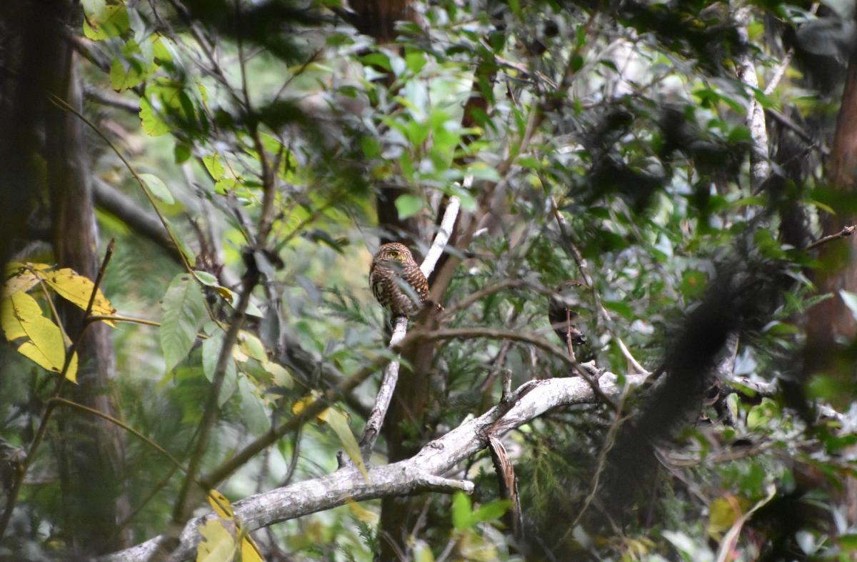dsc_1006.jpg
